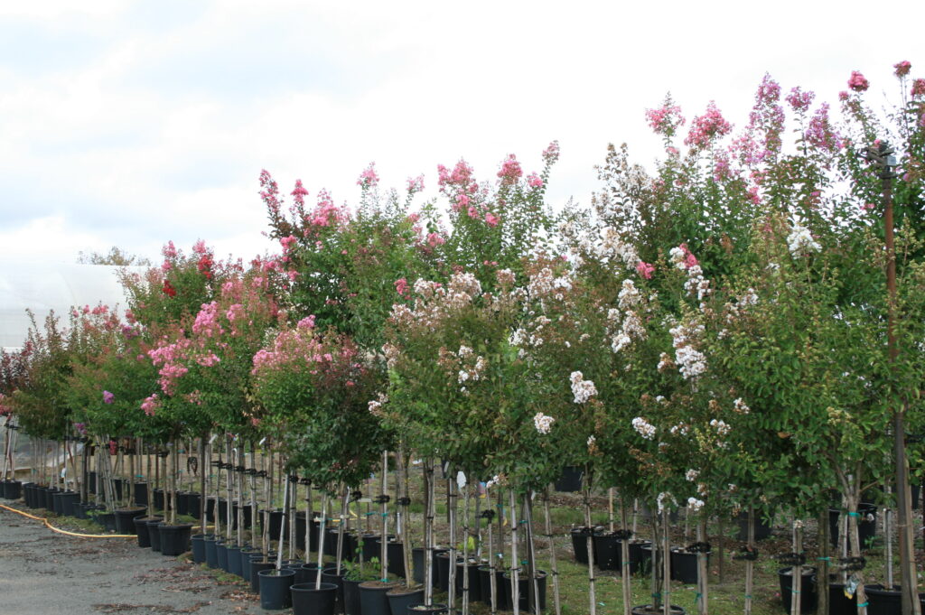 arbres-alignement-pepiniere-vendee-pépinière
