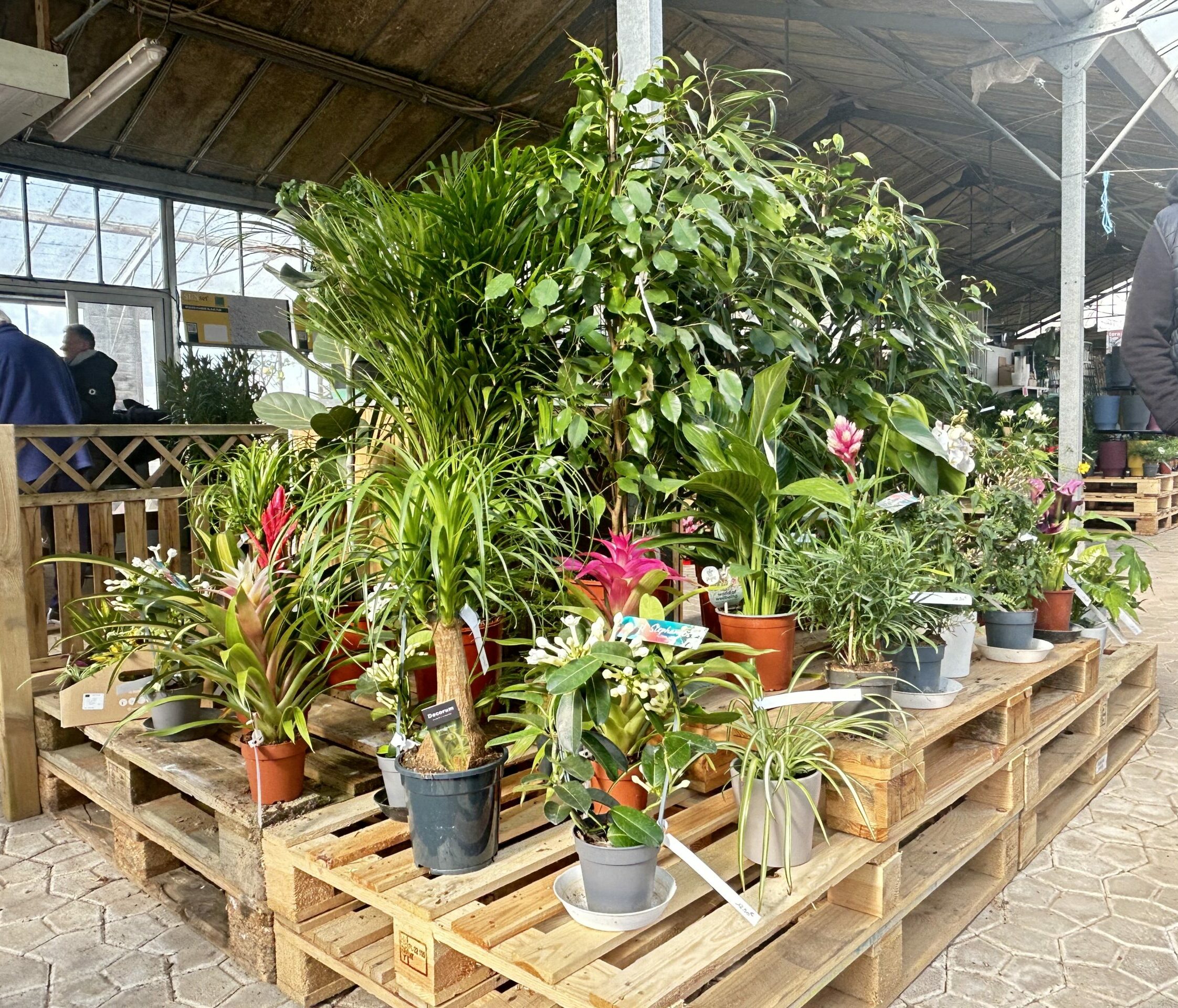 Plantes vertes et plantes d’intérieur aux Pépinières Claveau à L’Aiguillon-la-Presqu’île