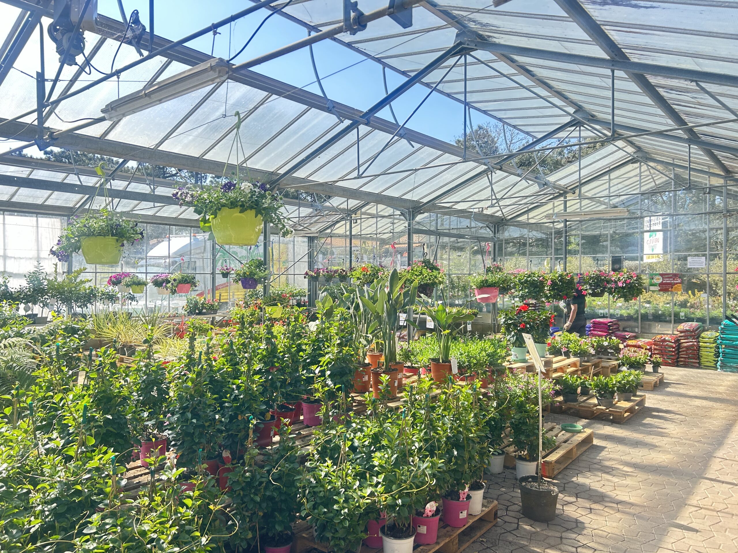 Végétaux extérieurs et arbustes aux Pépinières Claveau en Vendée