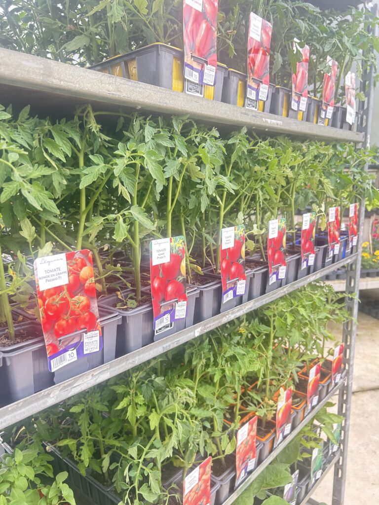 Plants de tomates et aromatiques pour potager aux Pépinières Claveau en Vendée