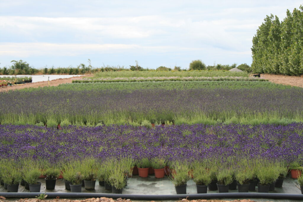 Pépiniériste en Vendée – Production de lavandes et plantes fleuries | Pépinières Claveau