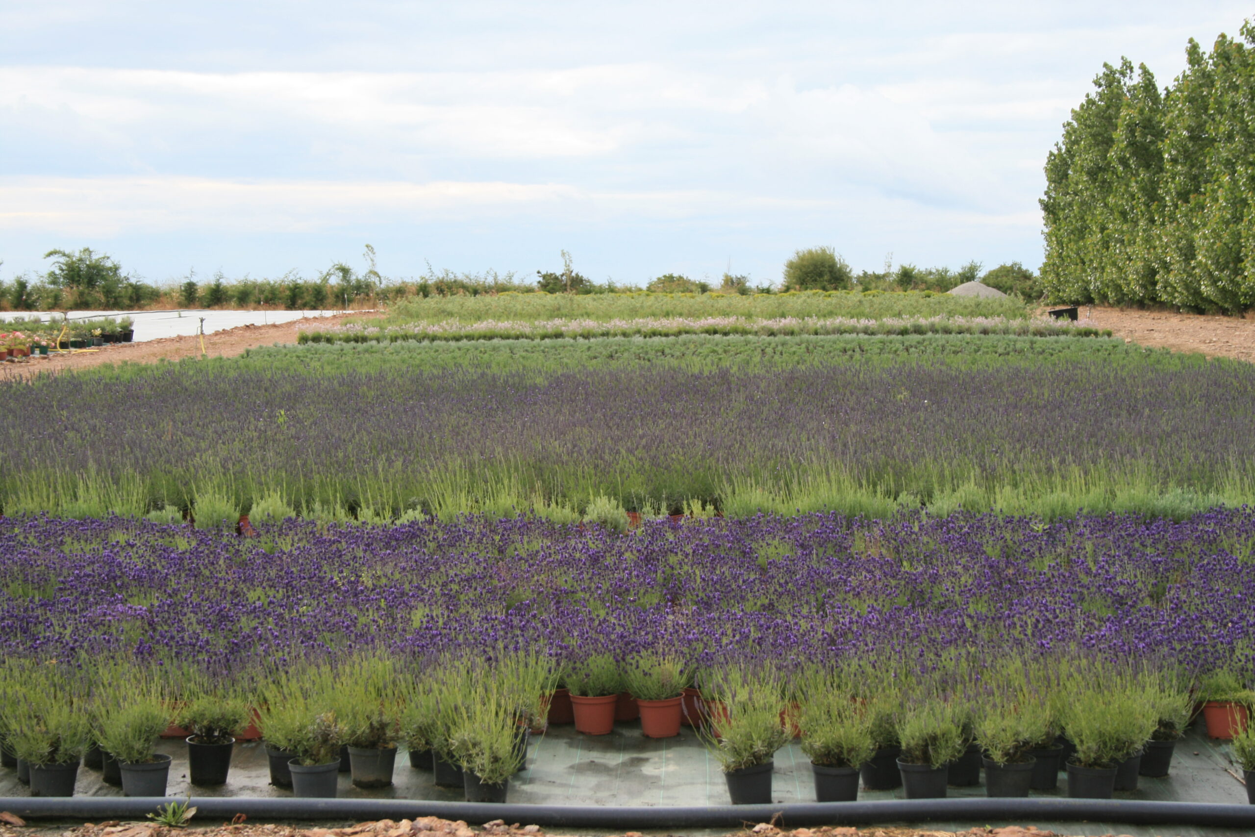 Pépiniériste en Vendée – Production de lavandes et plantes fleuries | Pépinières Claveau