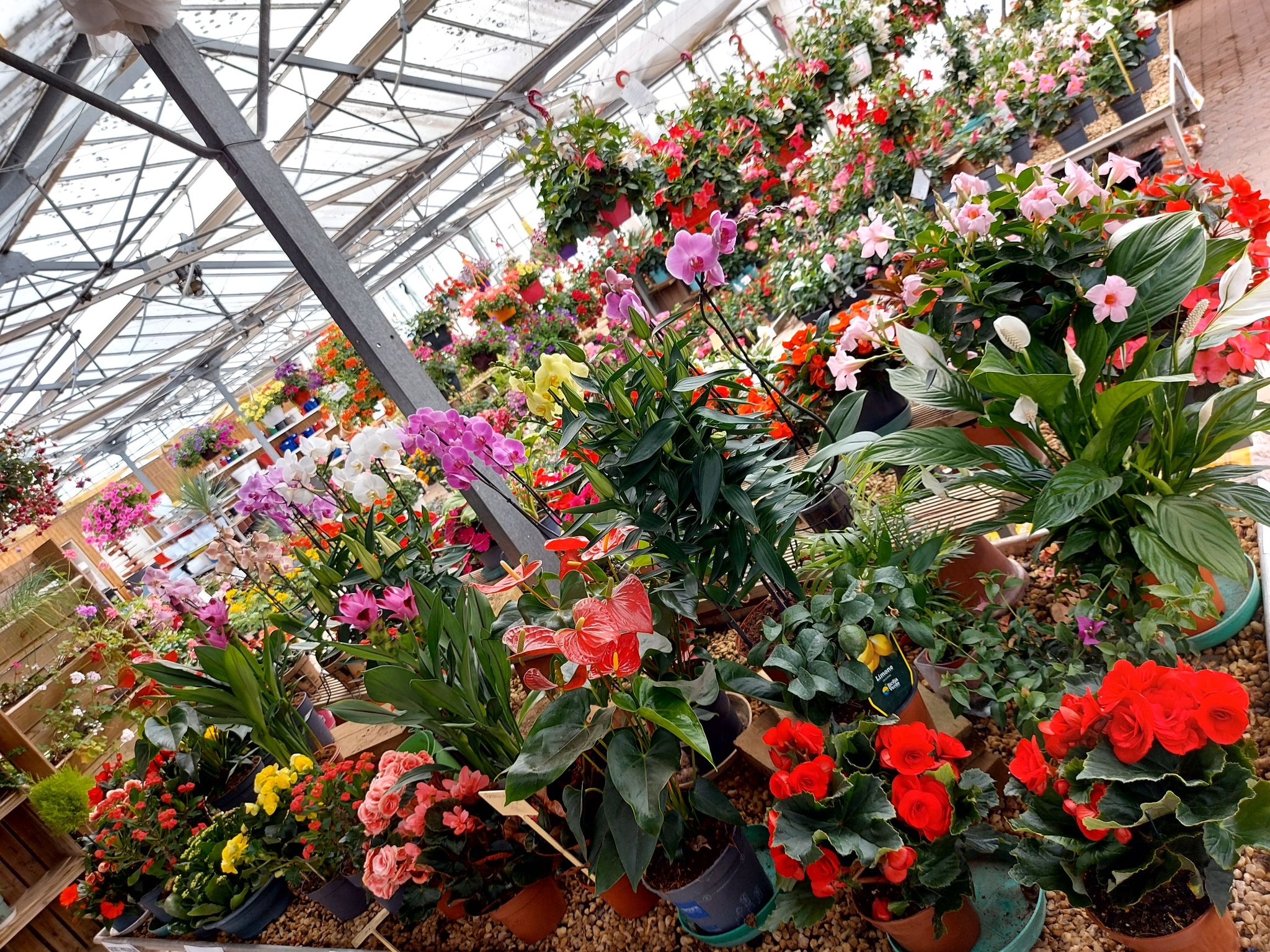 Plantes d'intérieur- plantes d'appartement- printemps- pépinière