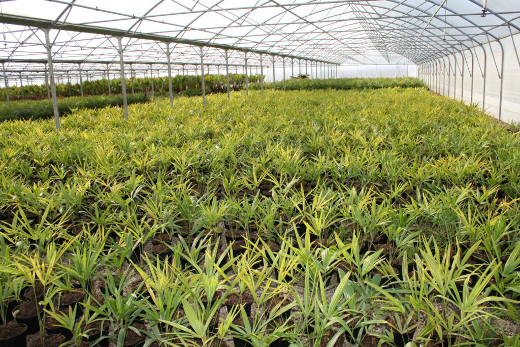 erres pour palmiers – Culture et vente de palmiers sous serre | Pépinières Claveau